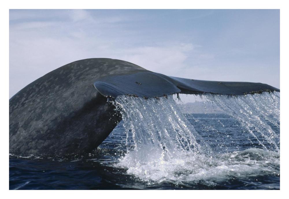 Blue Whale tail, Sea of Cortez, Mexico-Paper Art-32"x22"