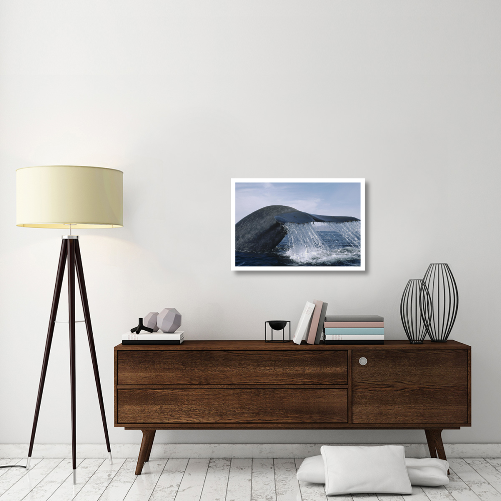 Blue Whale tail, Sea of Cortez, Mexico-Paper Art-32&quotx22"