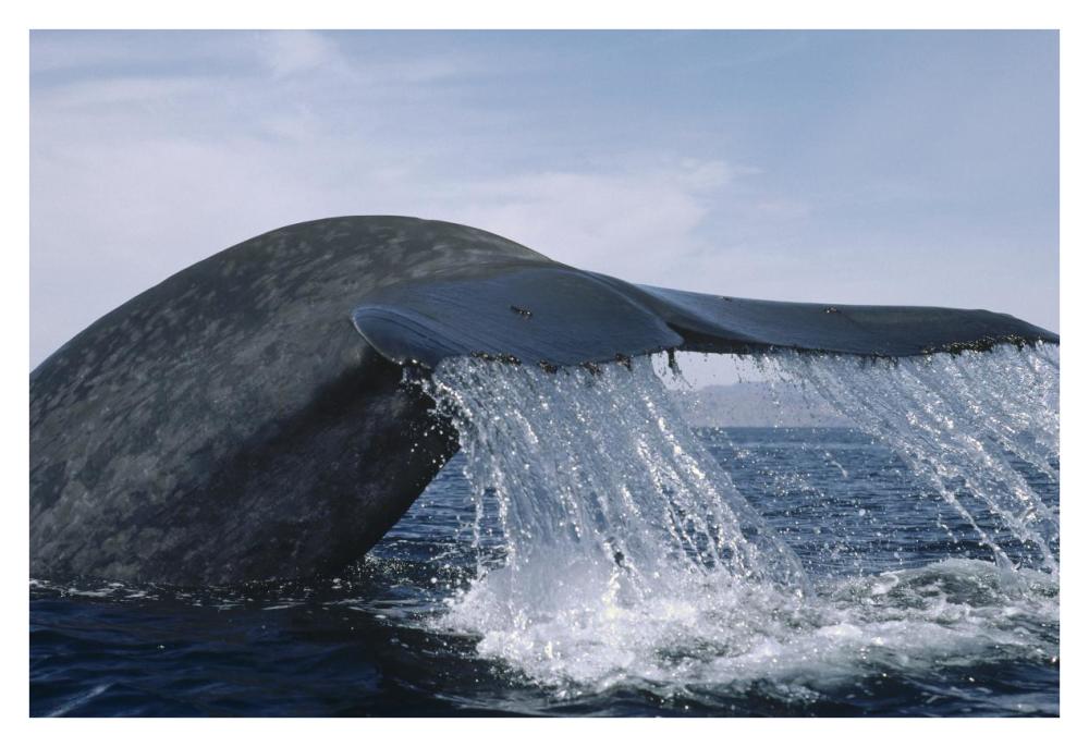Blue Whale tail, Sea of Cortez, Mexico-Paper Art-38"x26"