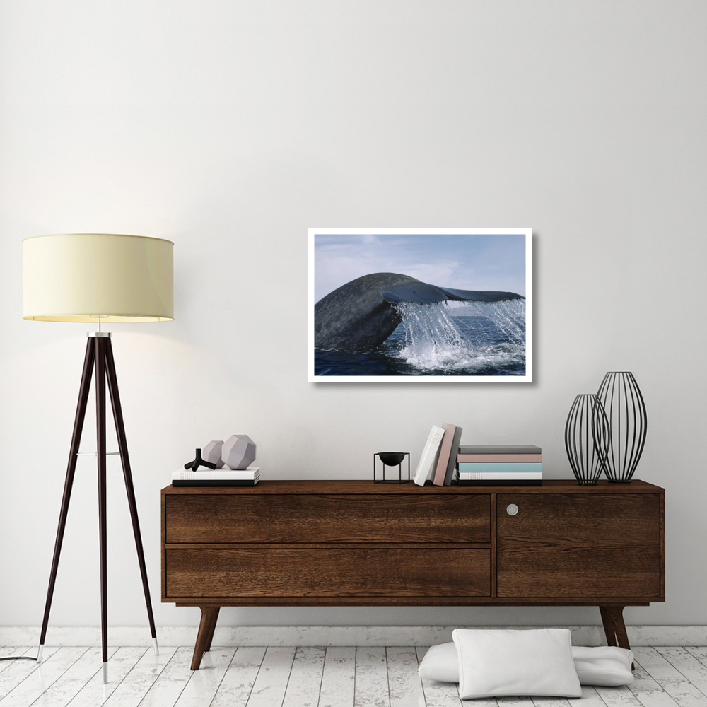 Blue Whale tail, Sea of Cortez, Mexico-Paper Art-38&quotx26"