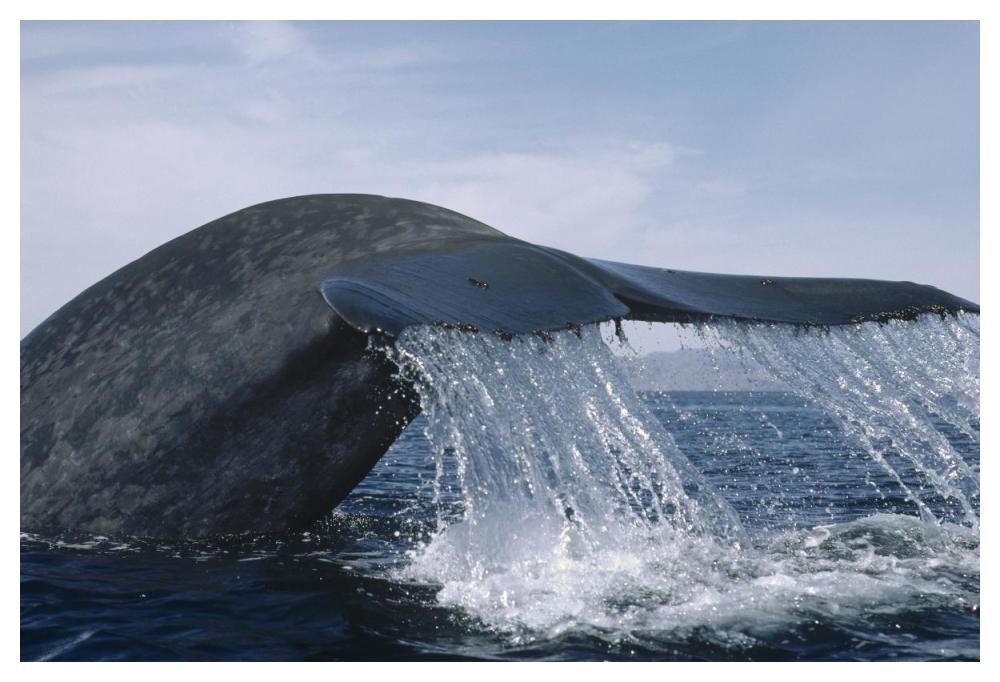 Blue Whale tail, Sea of Cortez, Mexico-Paper Art-50"x34"