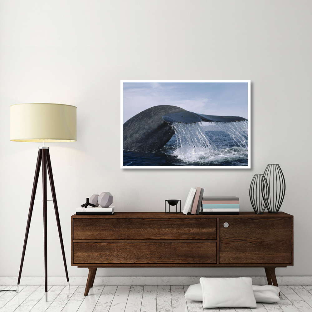 Blue Whale tail, Sea of Cortez, Mexico-Paper Art-50&quotx34"