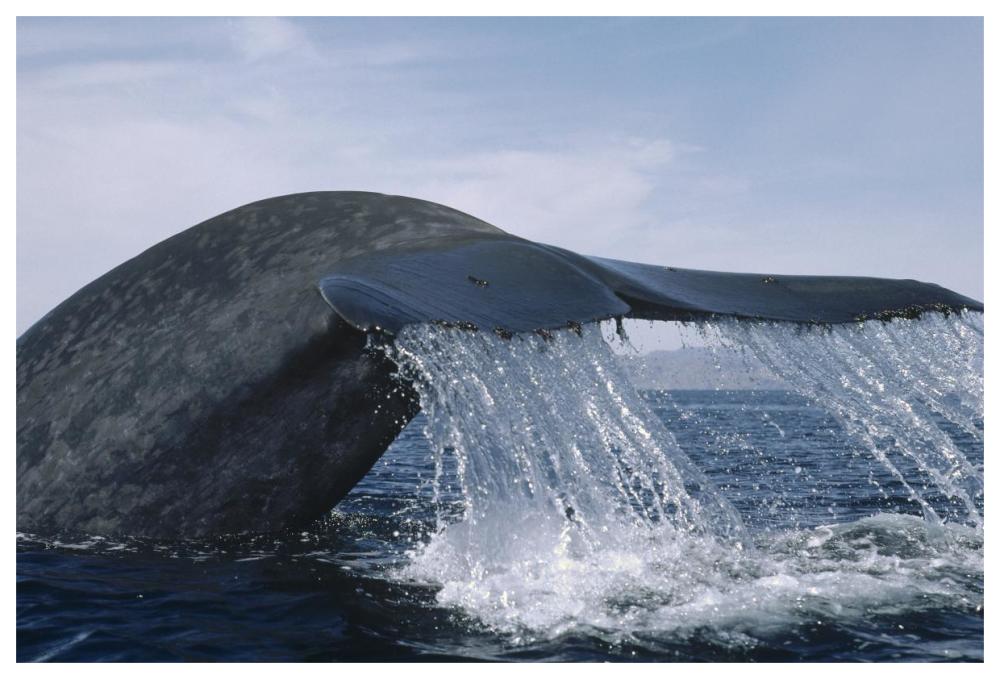 Blue Whale tail, Sea of Cortez, Mexico-Paper Art-62"x42"