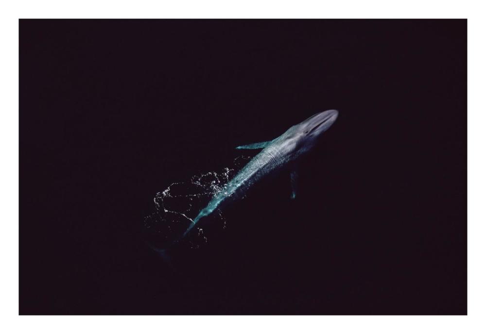 Blue Whale aerial view of an 80 foot individual, Sea of Cortez, Mexico-Paper Art-26"x18"