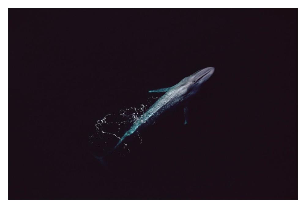 Blue Whale aerial view of an 80 foot individual, Sea of Cortez, Mexico-Paper Art-38"x26"