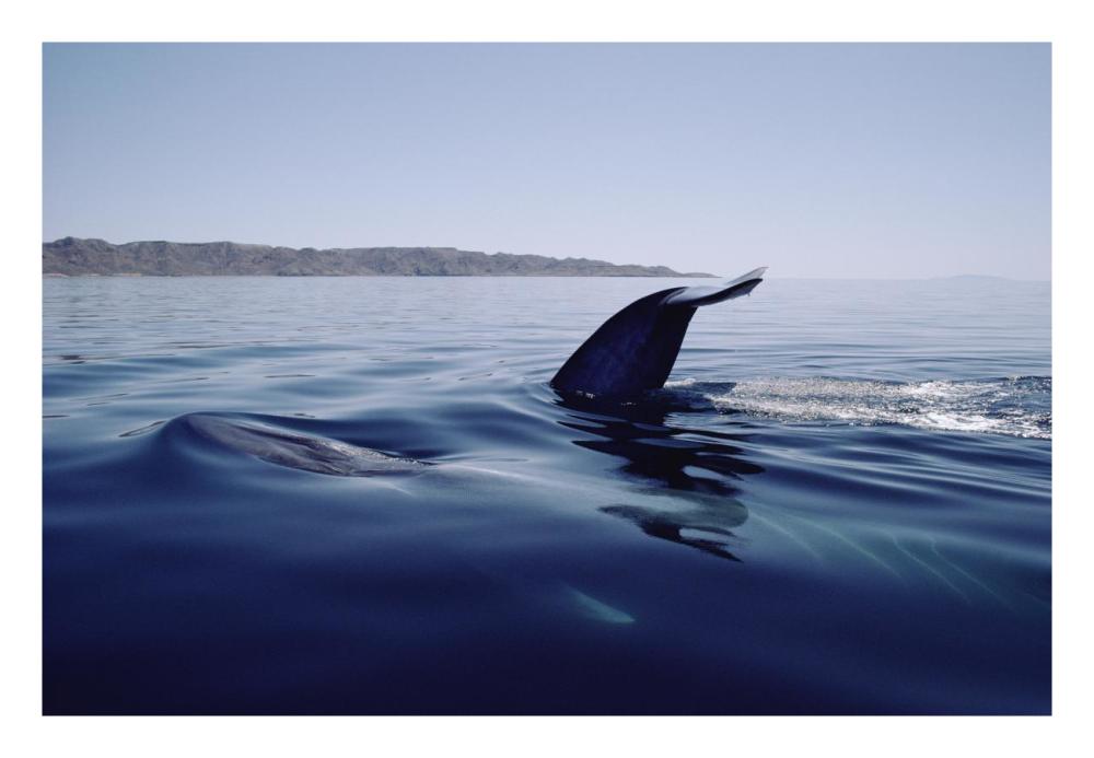 Blue Whale tail, Sea of Cortez, Mexico-Paper Art-26"x18"