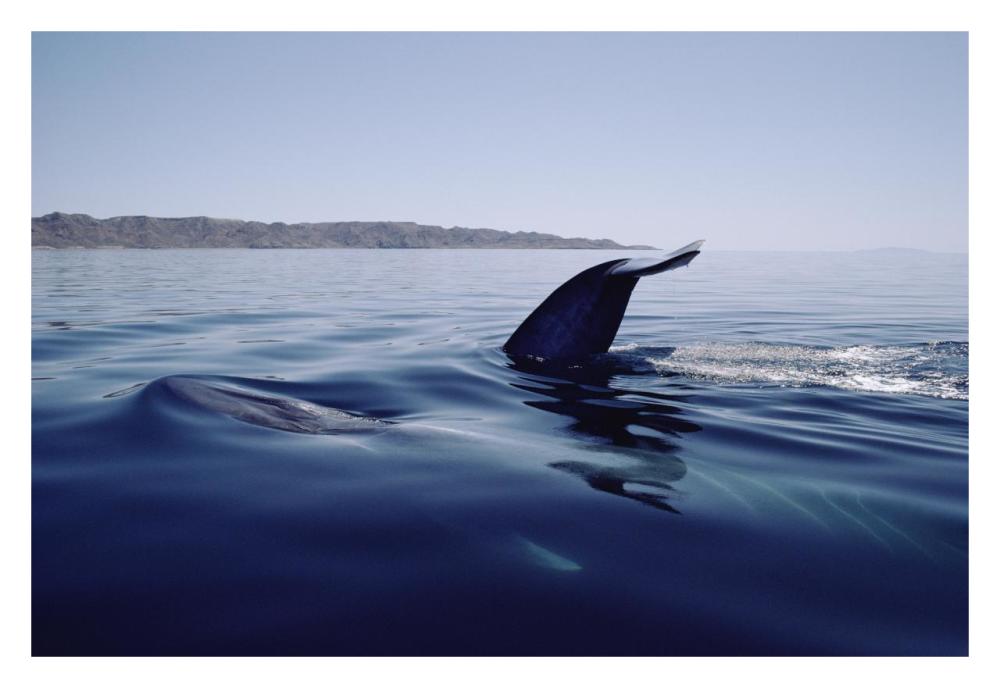 Blue Whale tail, Sea of Cortez, Mexico-Paper Art-32"x22"