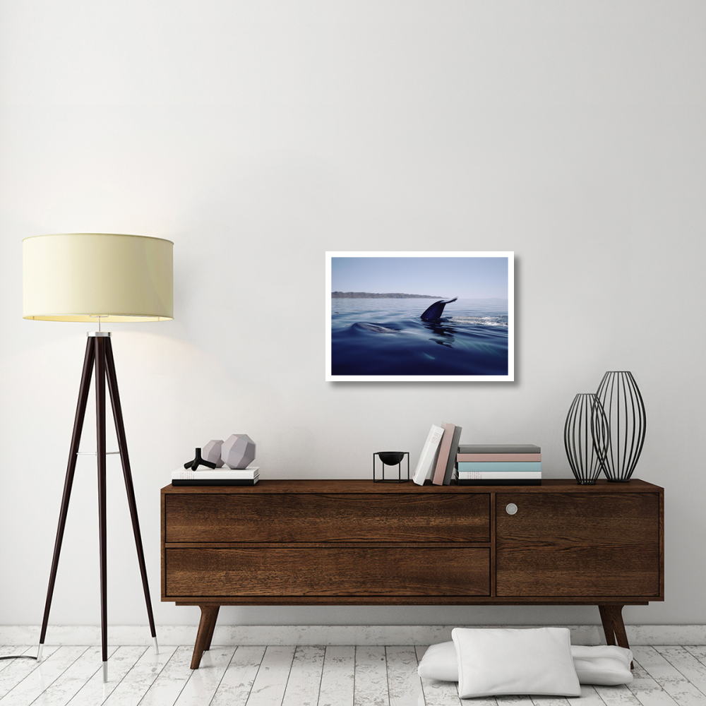 Blue Whale tail, Sea of Cortez, Mexico-Paper Art-32&quotx22"