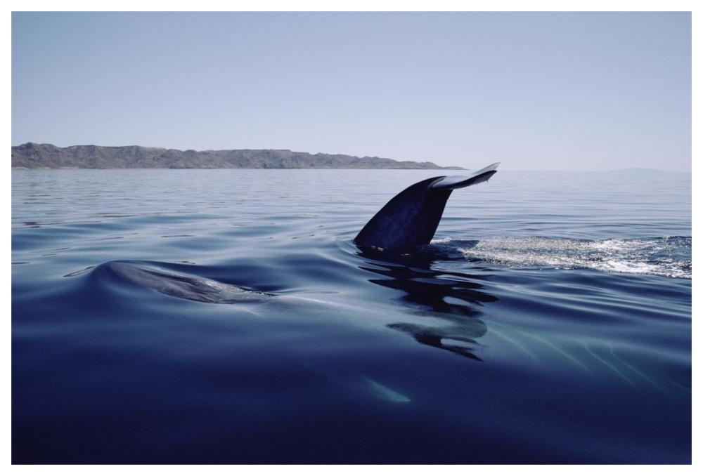 Blue Whale tail, Sea of Cortez, Mexico-Paper Art-62"x42"