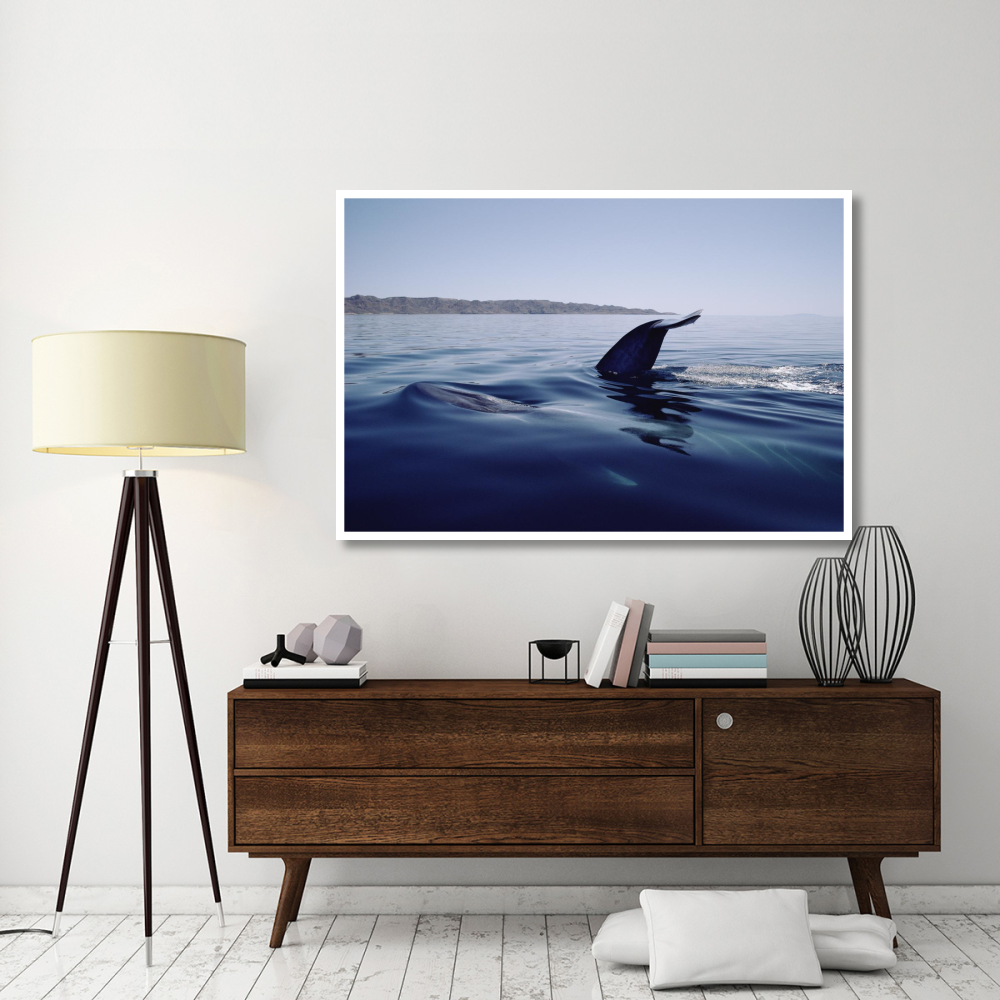 Blue Whale tail, Sea of Cortez, Mexico-Paper Art-62&quotx42"