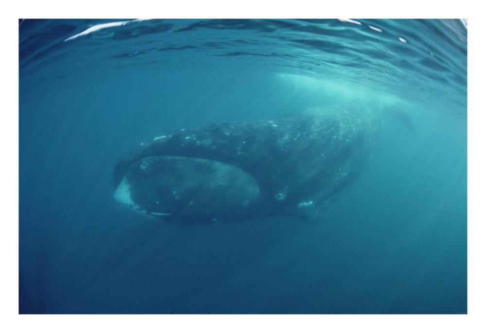 Bowhead Whale underwater, Baffin Island, Canada-Paper Art-26"x18"