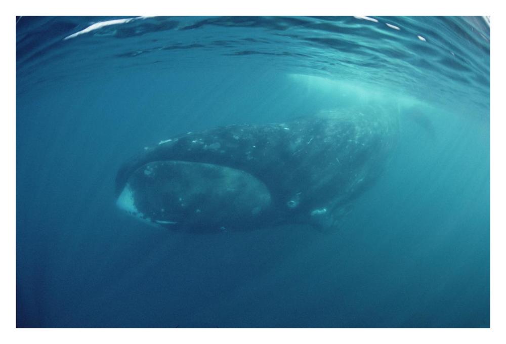 Bowhead Whale underwater, Baffin Island, Canada-Paper Art-32"x22"