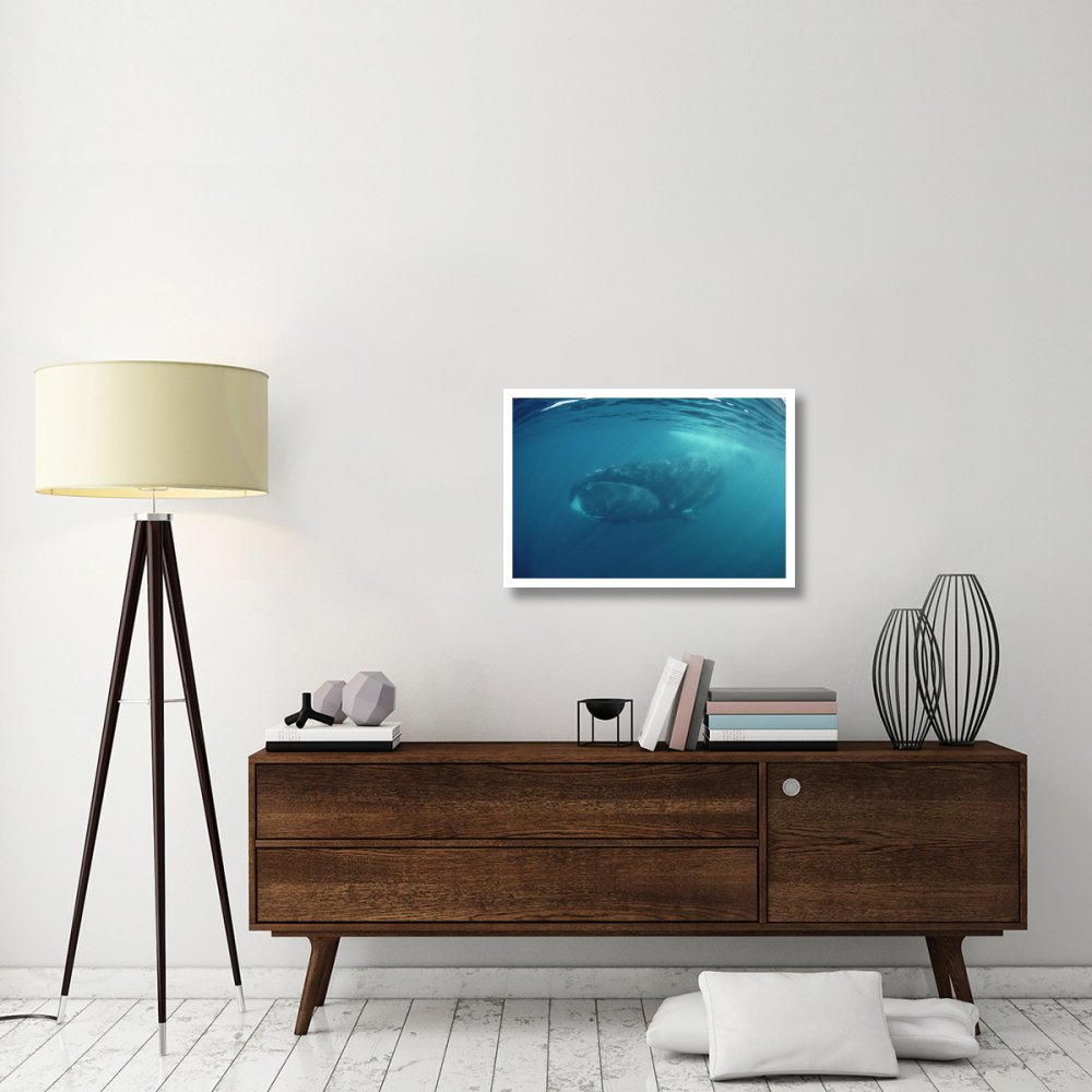 Bowhead Whale underwater, Baffin Island, Canada-Paper Art-32&quotx22"
