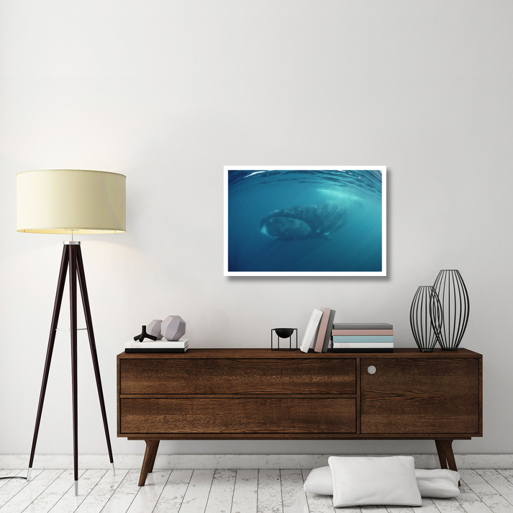 Bowhead Whale underwater, Baffin Island, Canada-Paper Art-38&quotx26"