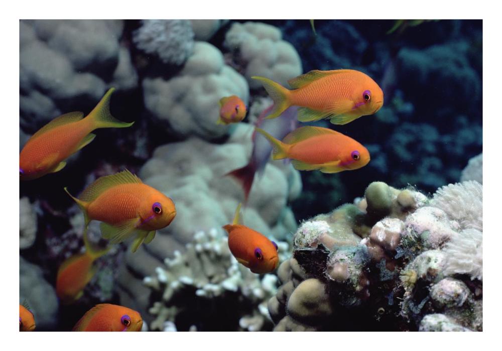 Anthias near Sinai, Red Sea-Paper Art-26"x18"