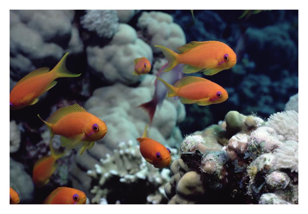 Anthias near Sinai, Red Sea-Paper Art-32"x22"