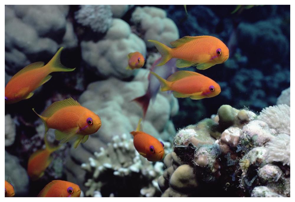 Anthias near Sinai, Red Sea-Paper Art-62"x42"