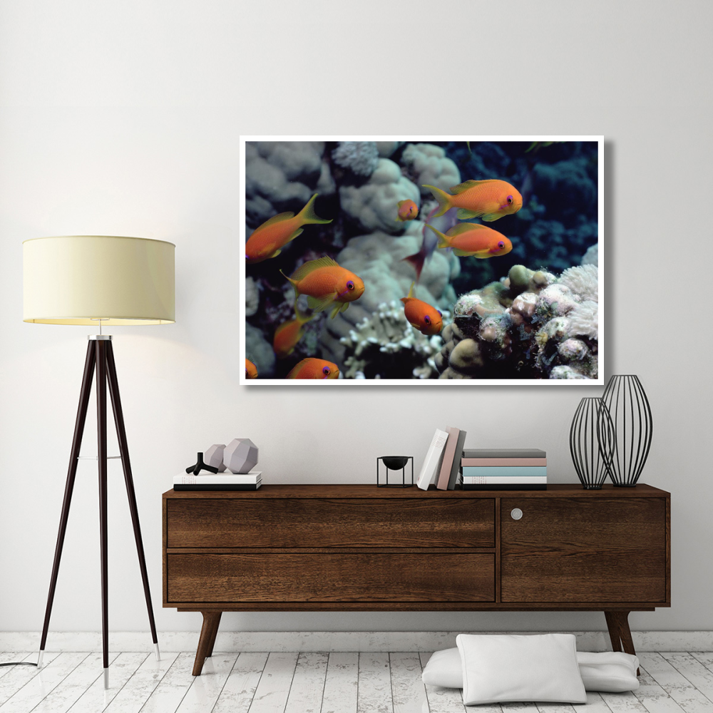 Anthias near Sinai, Red Sea-Paper Art-62&quotx42"