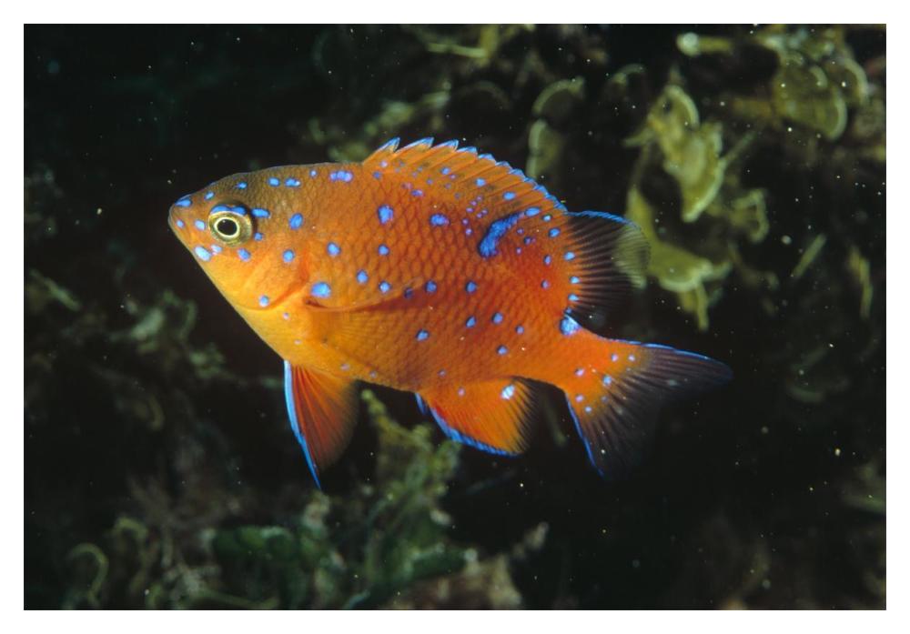 Garibaldi juvenile, California-Paper Art-20"x14"