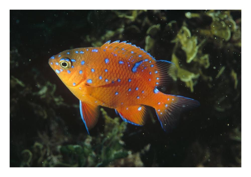 Garibaldi juvenile, California-Paper Art-26"x18"