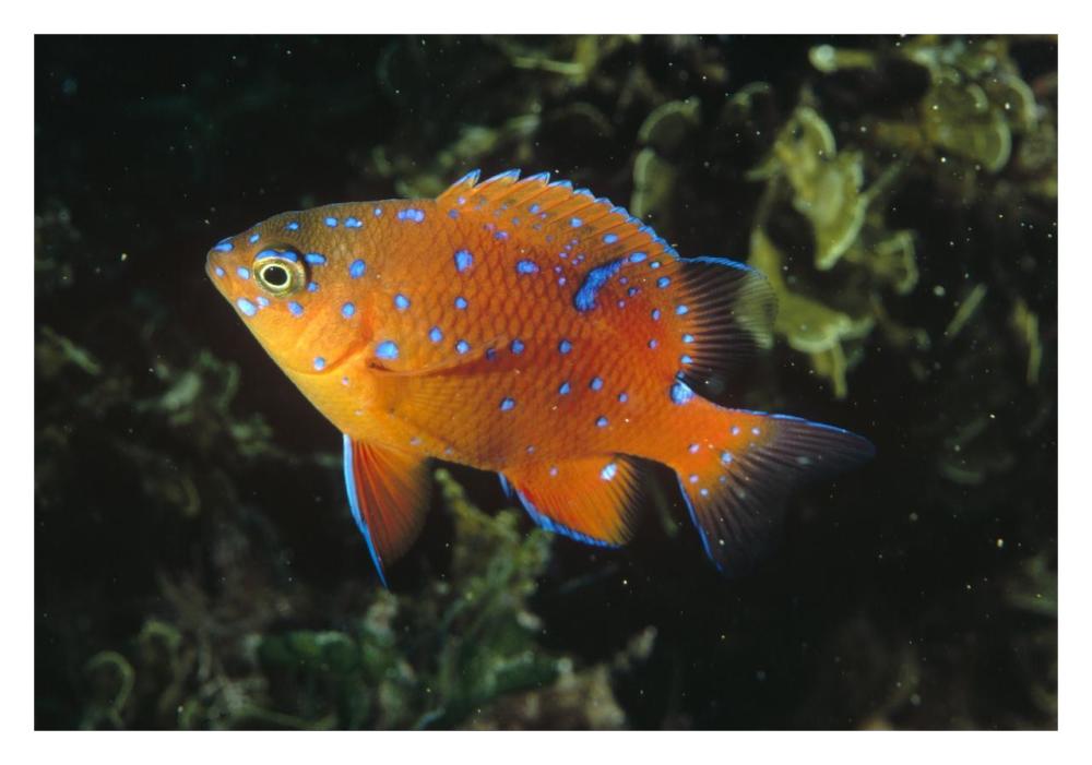 Garibaldi juvenile, California-Paper Art-32"x22"