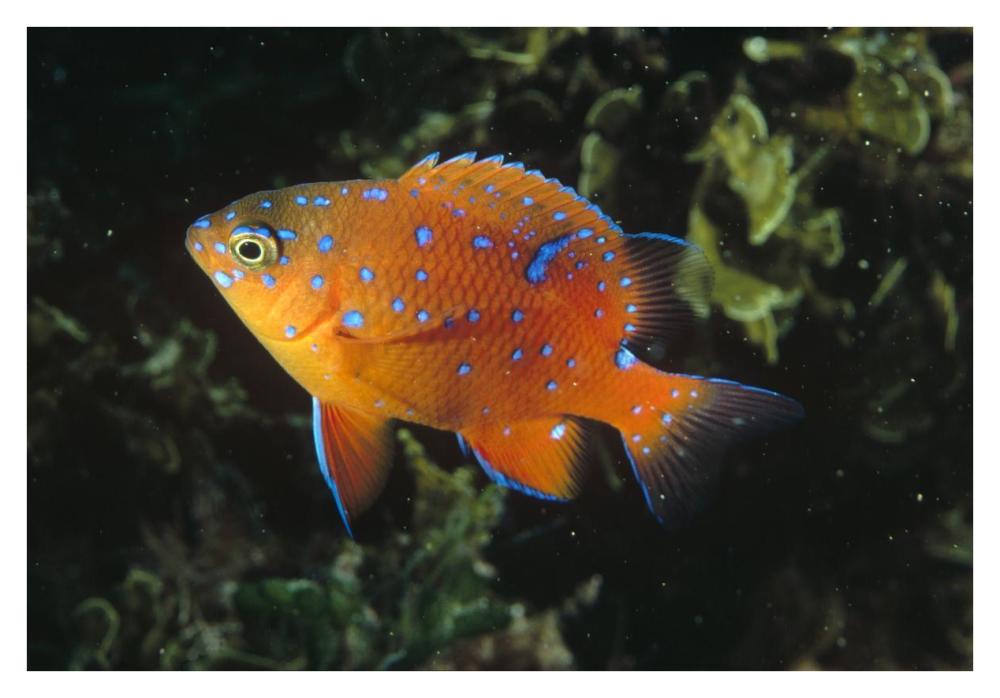 Garibaldi juvenile, California-Paper Art-38"x26"