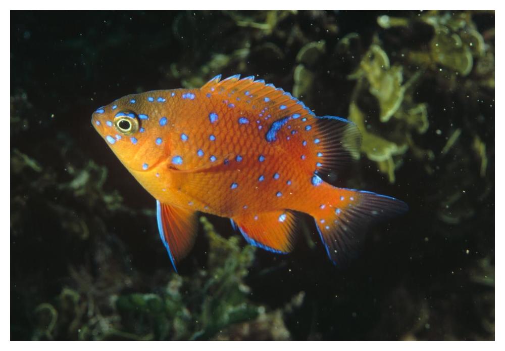 Garibaldi juvenile, California-Paper Art-50"x34"