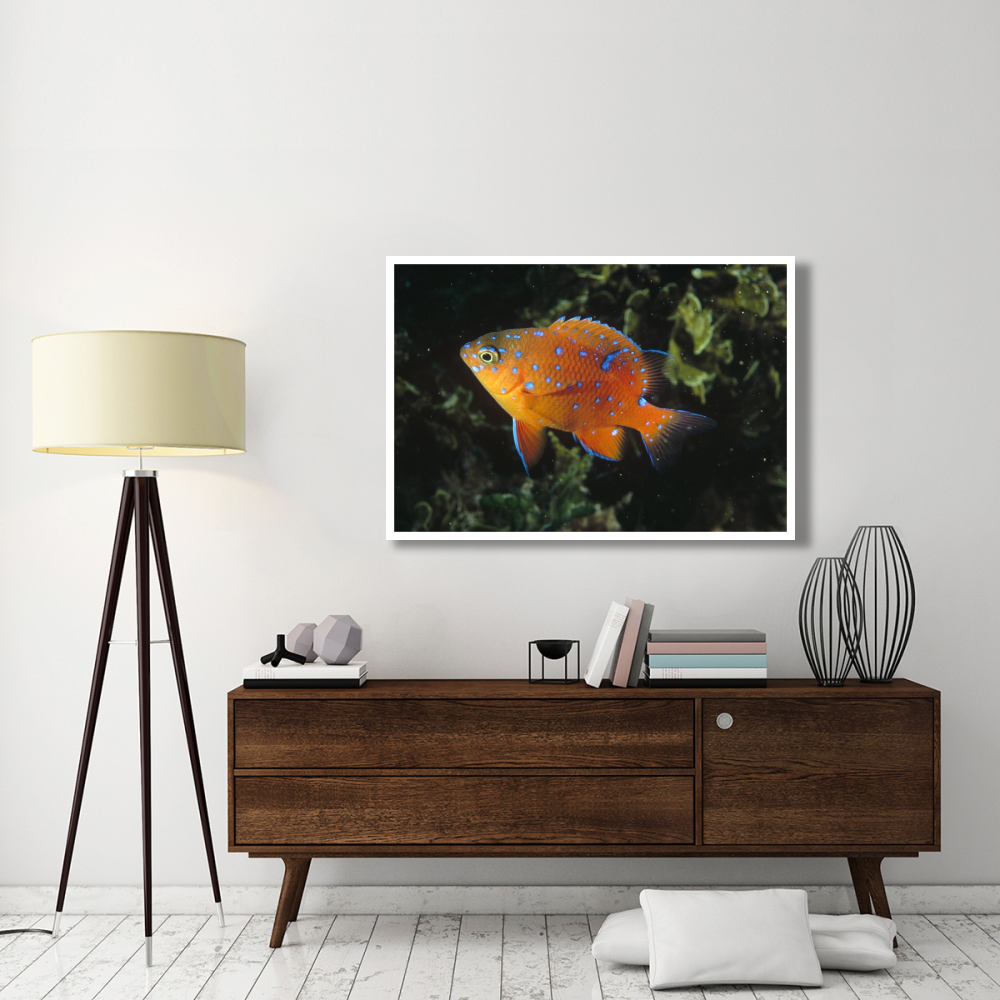 Garibaldi juvenile, California-Paper Art-50&quotx34"
