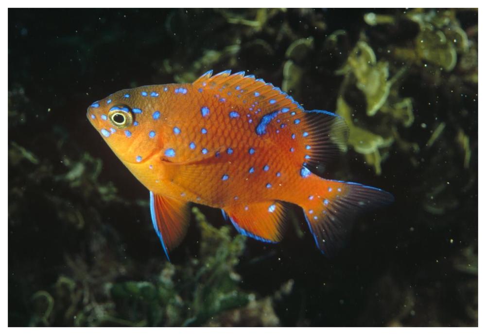 Garibaldi juvenile, California-Paper Art-62"x42"