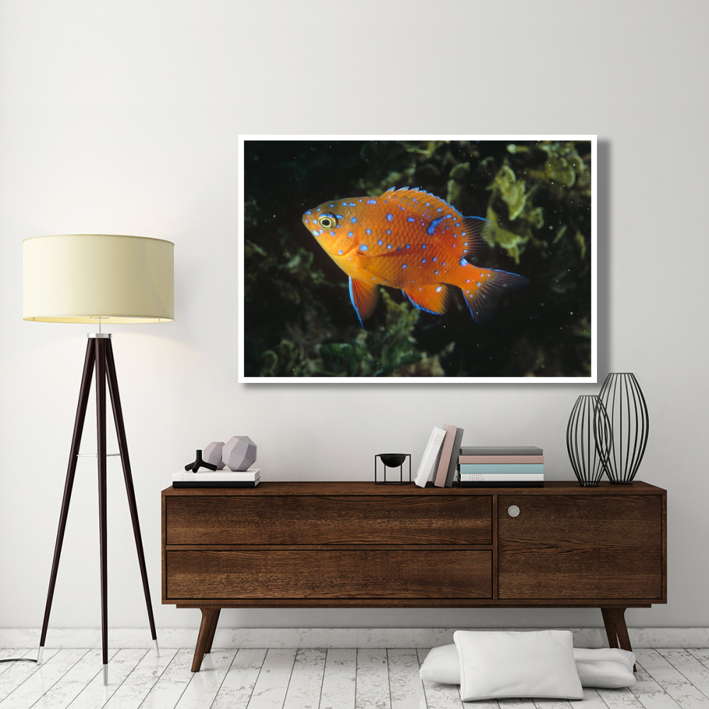 Garibaldi juvenile, California-Paper Art-62&quotx42"