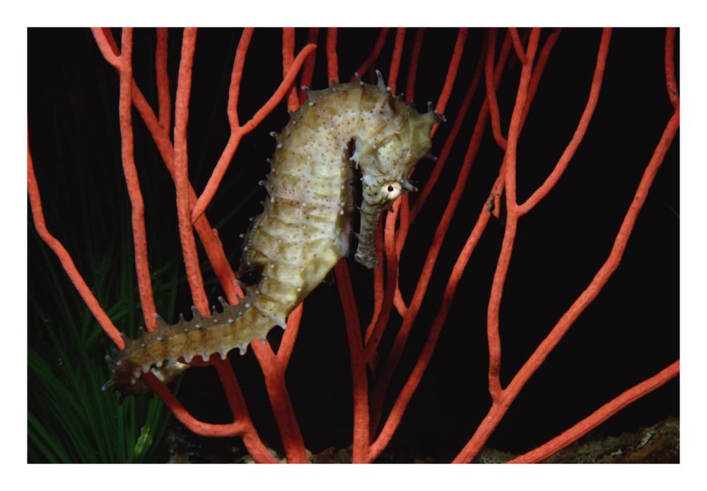 Seahorse on coral, North America-Paper Art-26"x18"