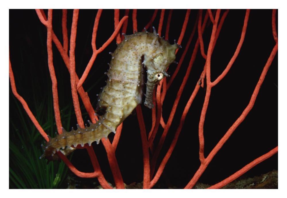 Seahorse on coral, North America-Paper Art-32"x22"