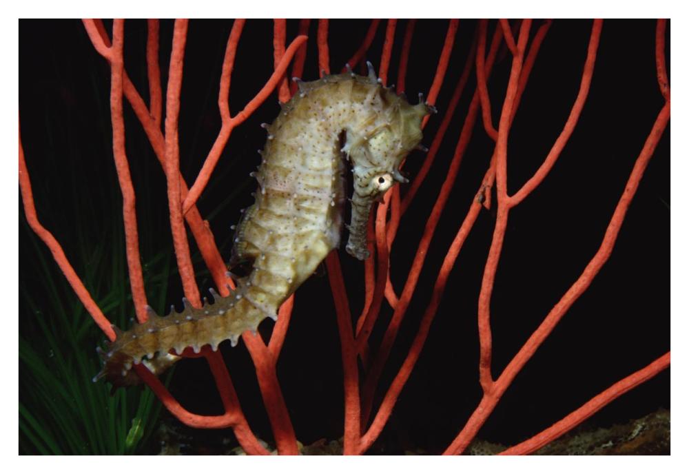 Seahorse on coral, North America-Paper Art-38"x26"
