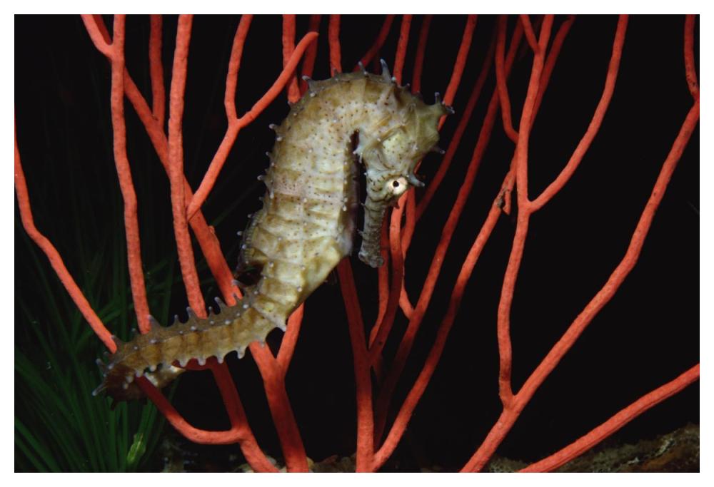Seahorse on coral, North America-Paper Art-50"x34"