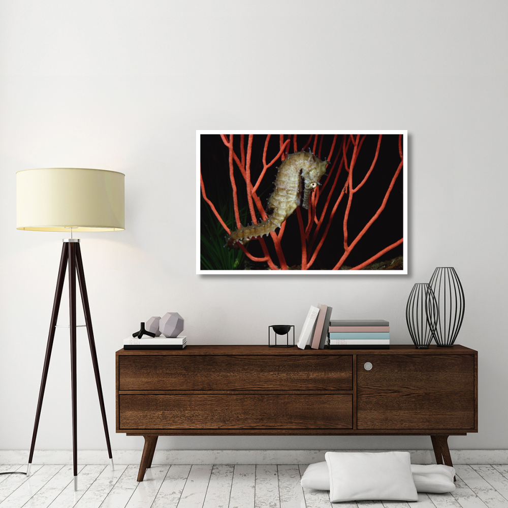 Seahorse on coral, North America-Paper Art-50&quotx34"