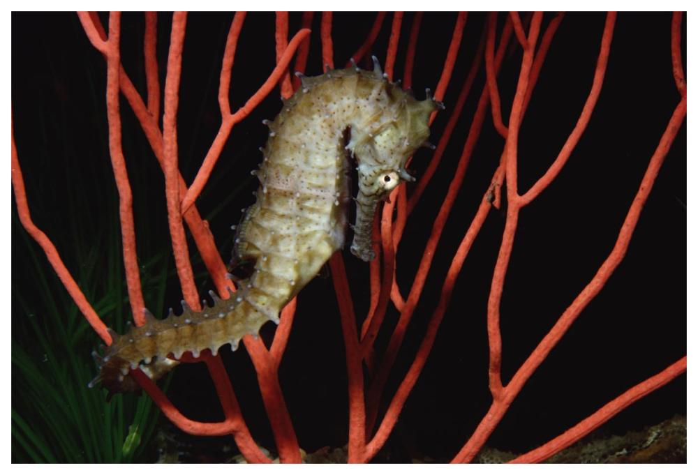 Seahorse on coral, North America-Paper Art-62"x42"