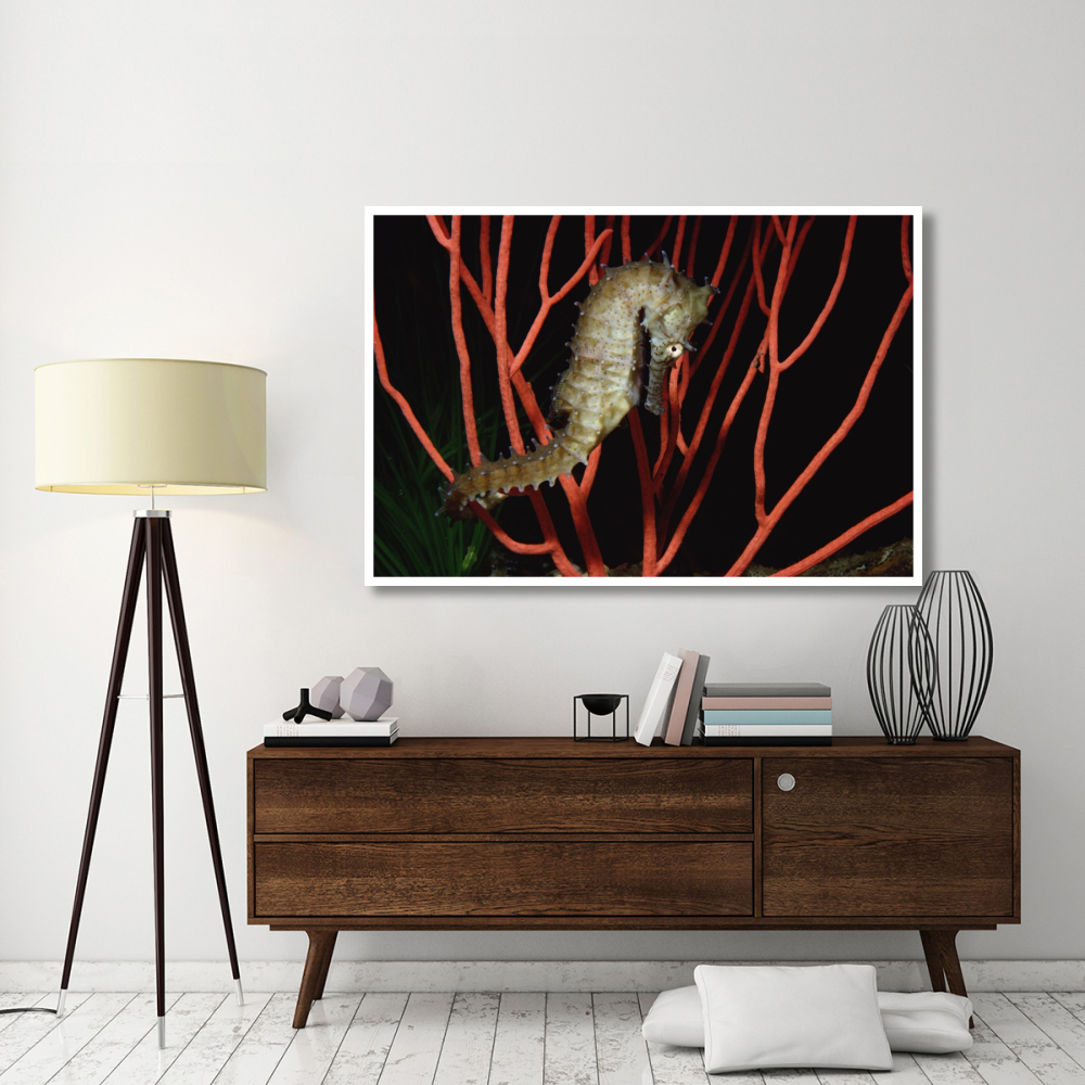 Seahorse on coral, North America-Paper Art-62&quotx42"
