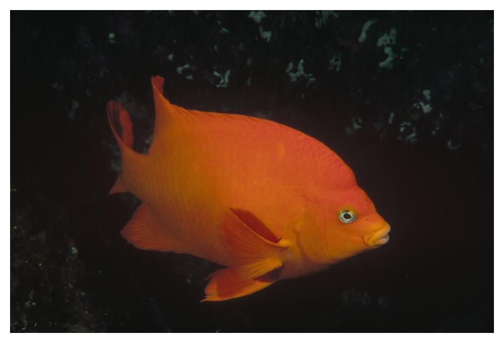 Garibaldi adult portrait, Channel Islands National Park, California-Paper Art-50"x34"