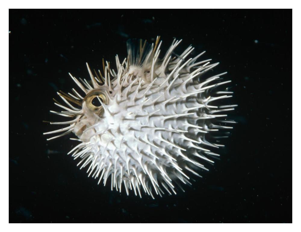 Long-spine Porcupinefish in defense posture, North America-Paper Art-18"x14"