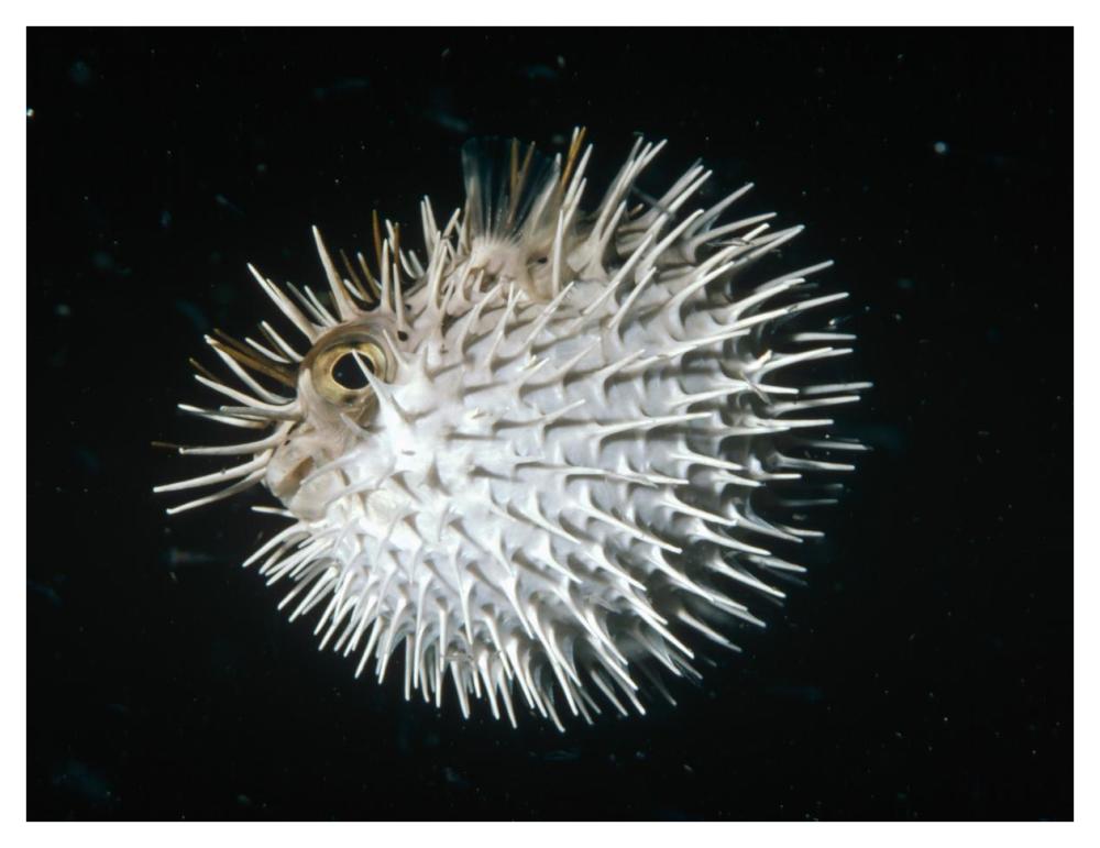 Long-spine Porcupinefish in defense posture, North America-Paper Art-42"x32"