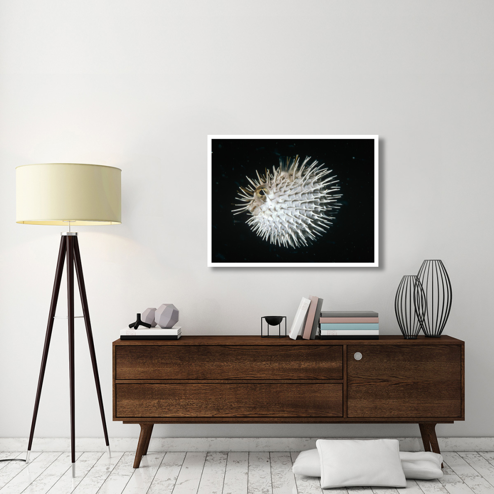 Long-spine Porcupinefish in defense posture, North America-Paper Art-42&quotx32"