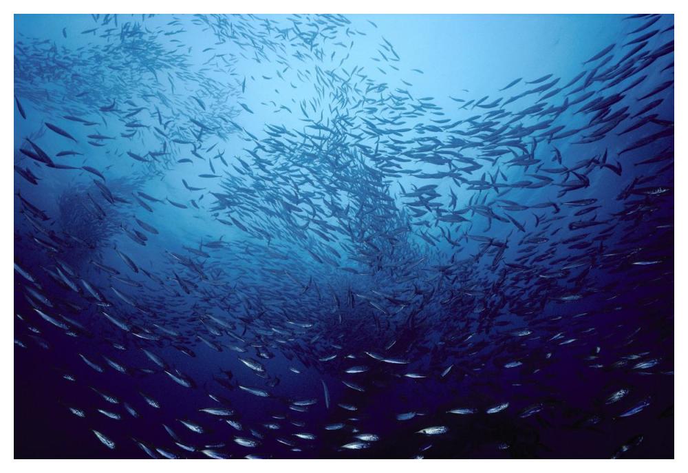Northern Anchovy school near San Clemente, southern California-Paper Art-50"x34"