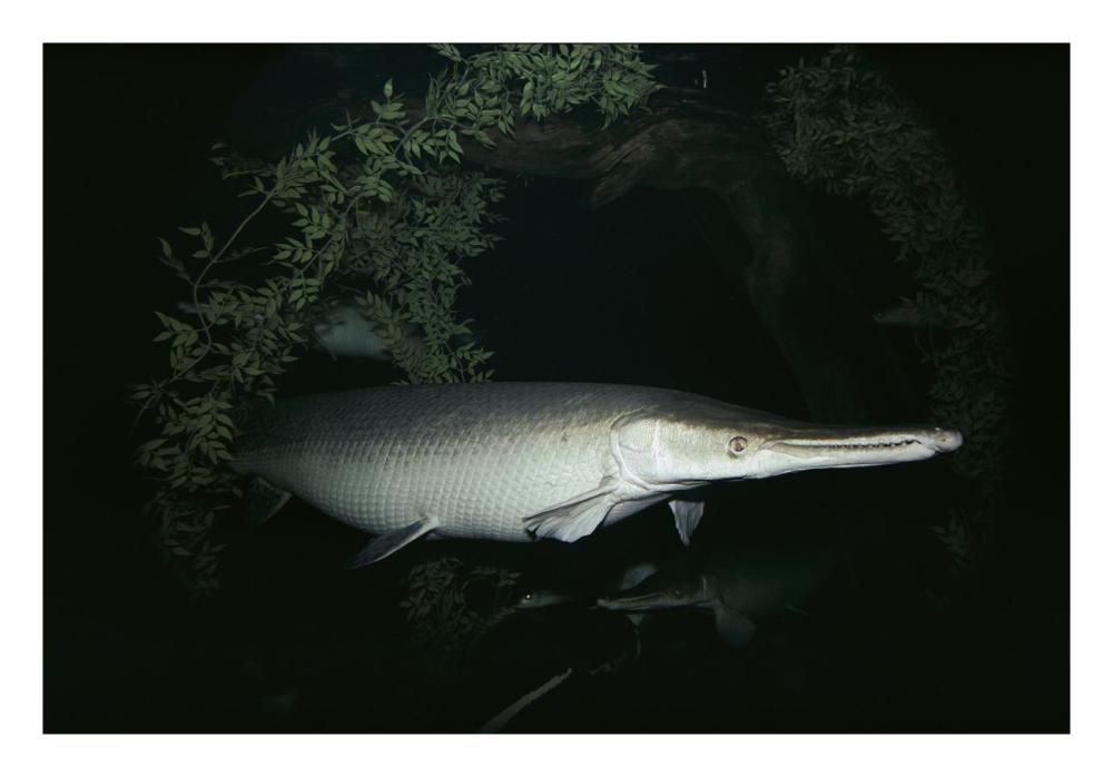 Alligator Gar-Paper Art-26"x18"