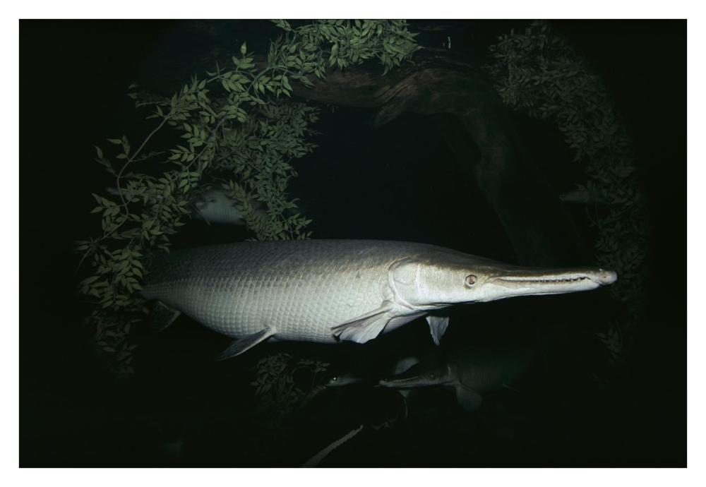 Alligator Gar-Paper Art-38"x26"