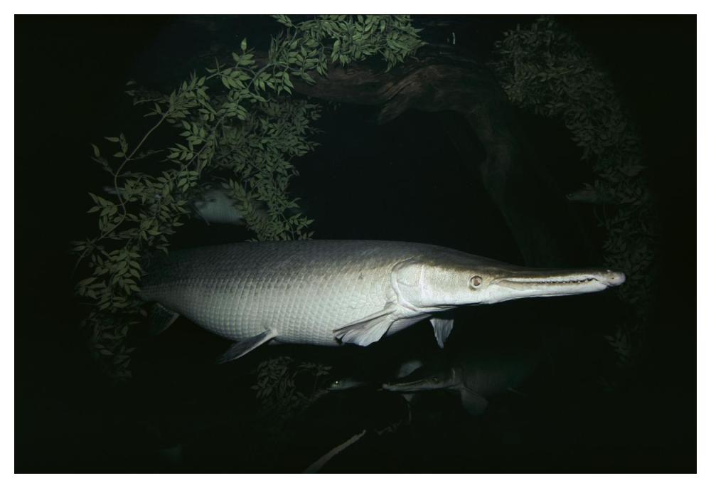 Alligator Gar-Paper Art-50"x34"