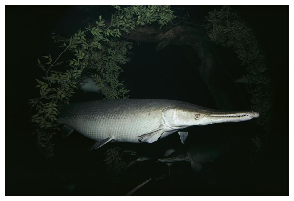 Alligator Gar-Paper Art-62"x42"