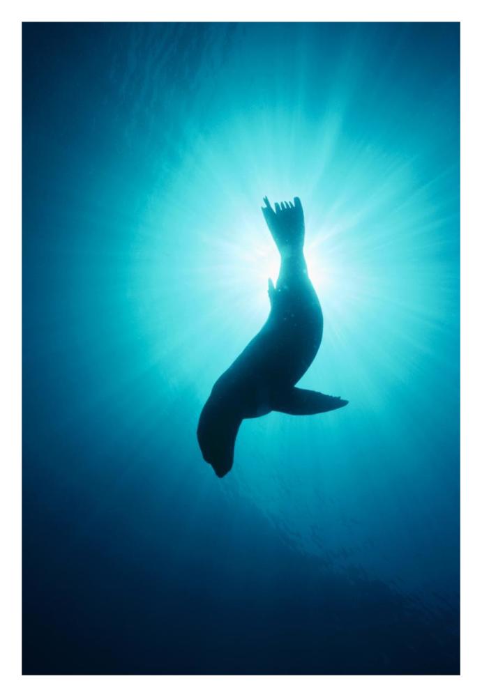 California Sea Lion underwater, Channel Islands National Park, California-Paper Art-22"x32"