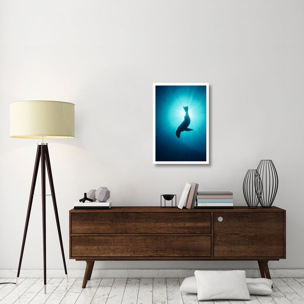 California Sea Lion underwater, Channel Islands National Park, California-Paper Art-22&quotx32"