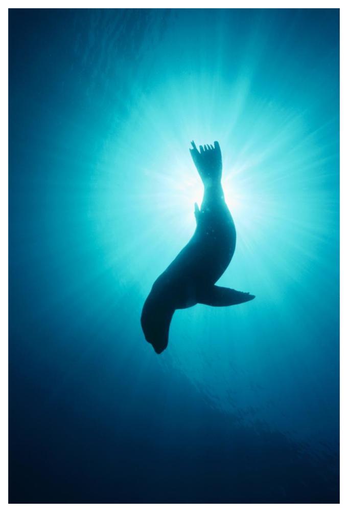 California Sea Lion underwater, Channel Islands National Park, California-Paper Art-42"x62"
