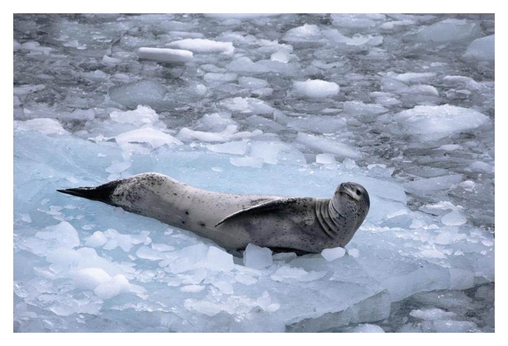 Leopard Seal reclining on ice floe, Antarctica-Paper Art-20"x14"
